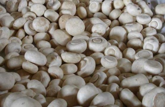  雙孢菇